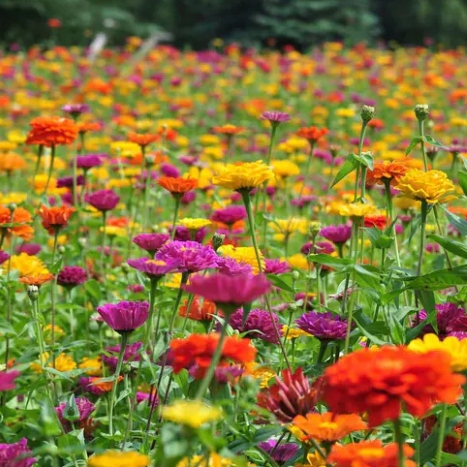 四川百日草草花基地_批发百日草_四川绿化草花基