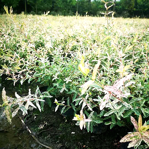 彩叶杞柳基地_园林绿化苗木批发_彩叶杞柳价格