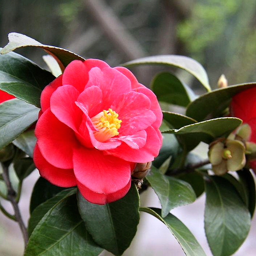 茶花灌木地被苗_成都茶花小苗基地_地被苗木价格