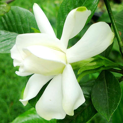 大叶栀子花_常绿灌木花卉_大叶栀子花基地_栀子