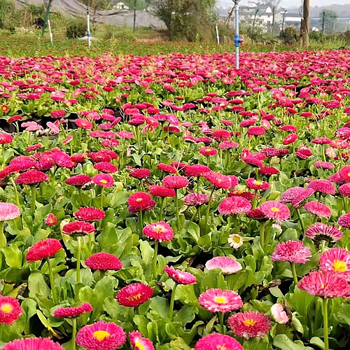 雏菊_成都草花基地_地被花卉价格_成都雏菊价格