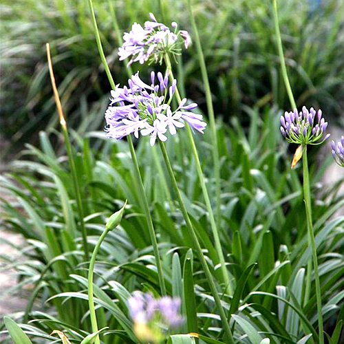 百子莲基地_成都水生植物批发_百子莲价格_图片