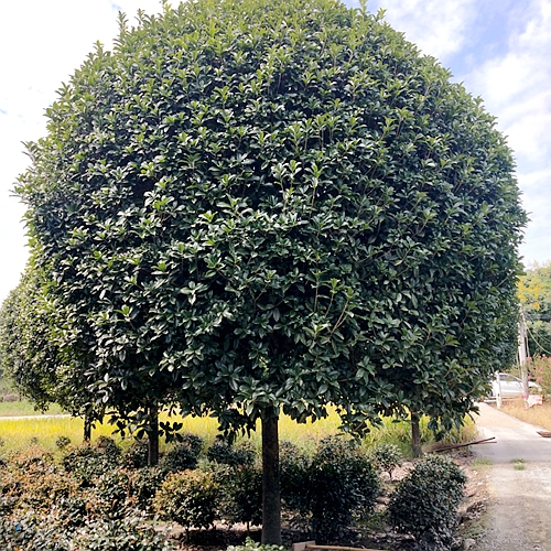 精品朱砂桂_成都朱砂桂种植基地_道路绿化朱砂桂