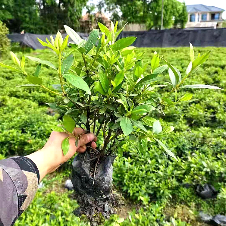 成都春鹃基地 成都苗木批发 草花地被 成都花卉