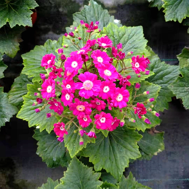 瓜叶菊基地 成都苗木批发 草花地被 成都花卉 瓜