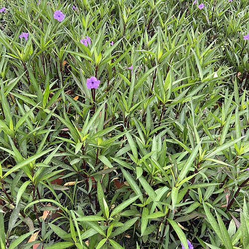 翠芦莉基地_成都花叶良姜批发_地被苗木价格_成