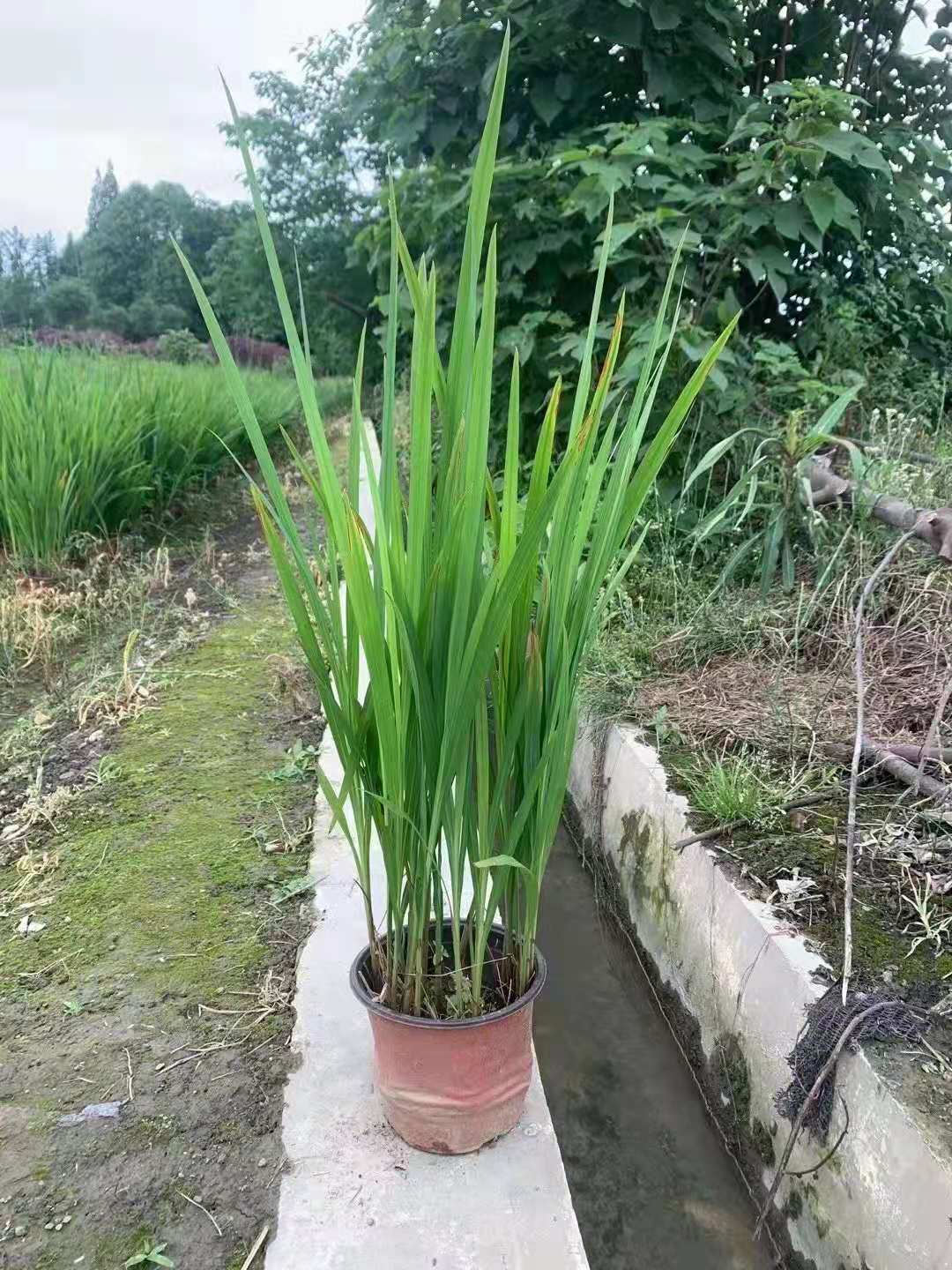 成都火星花基地 成都苗木批发 草花地被 火星花