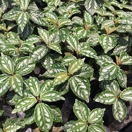 成都冷水花 花卉盆栽种植基地 草花批发 成都冷