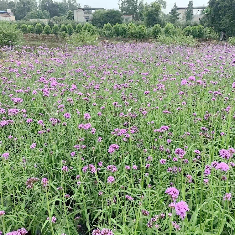 成都马鞭草基地 成都苗木批发 草花地被 成都花