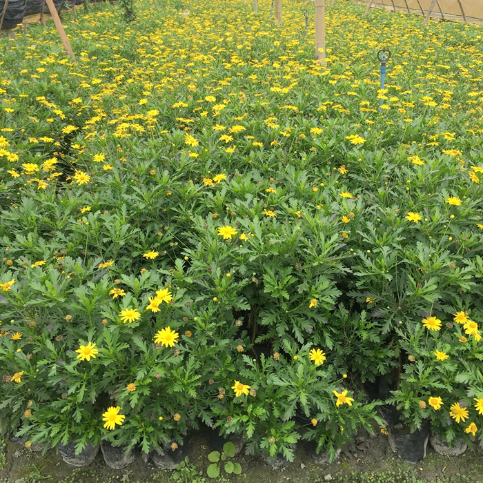 成都木春菊基地 成都苗木批发 草花地被 成都花